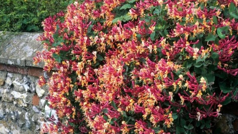 Types and varieties of decorative curly honeysuckle