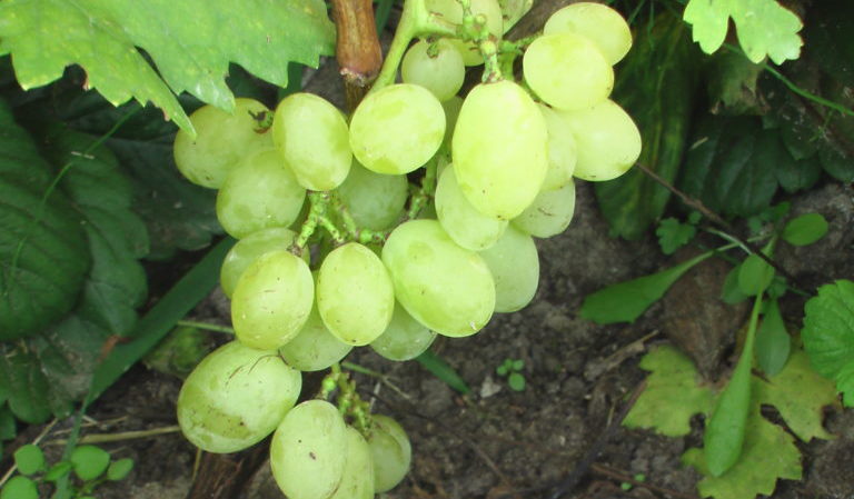Top best grape varieties for central Russia