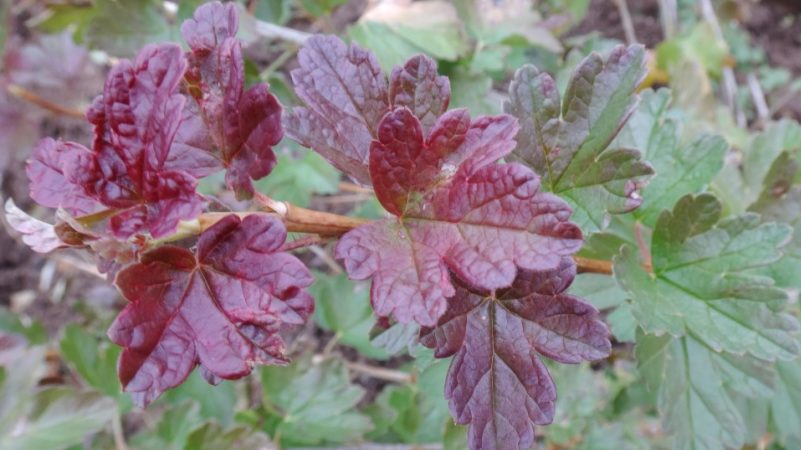 Why do spots appear on gooseberry leaves