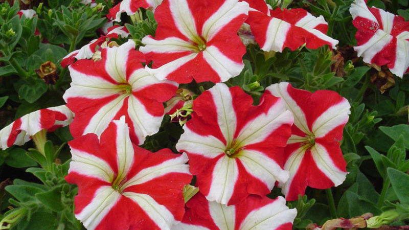 Types and best varieties of perennial petunias