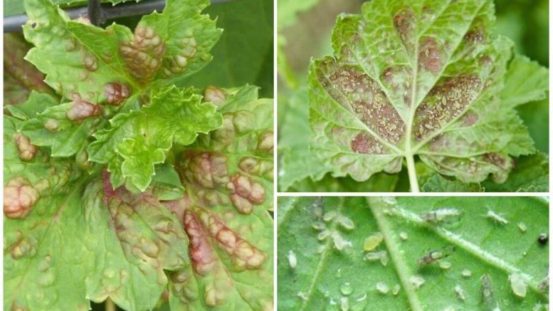 Why currants have pale leaves, what to do and how to fix it