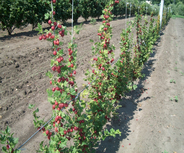 Where is the best place to plant gooseberries in the garden