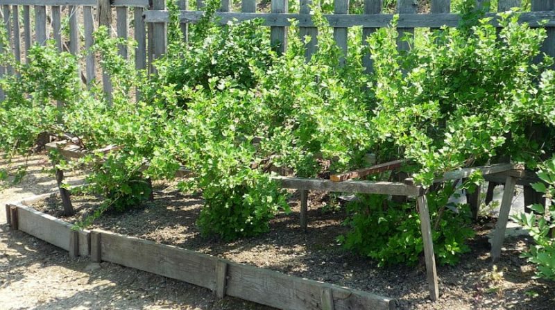 Where is the best place to plant gooseberries in the garden