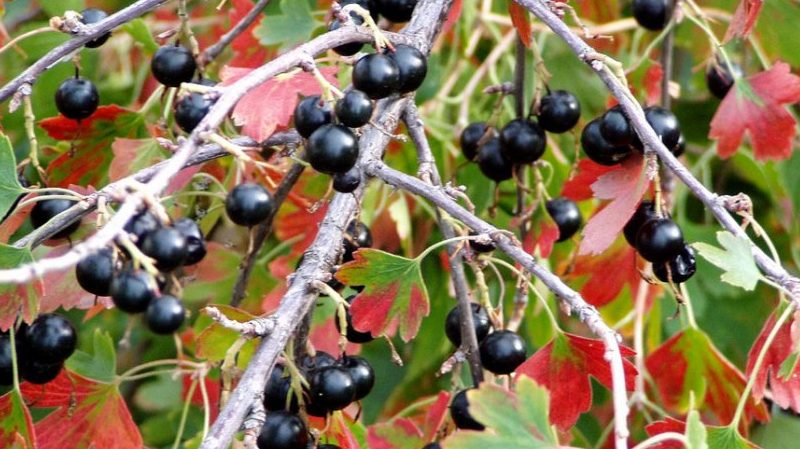 Why is black currant black