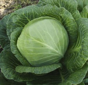 Delicious mid-season hybrid of Krautman f1 cabbage