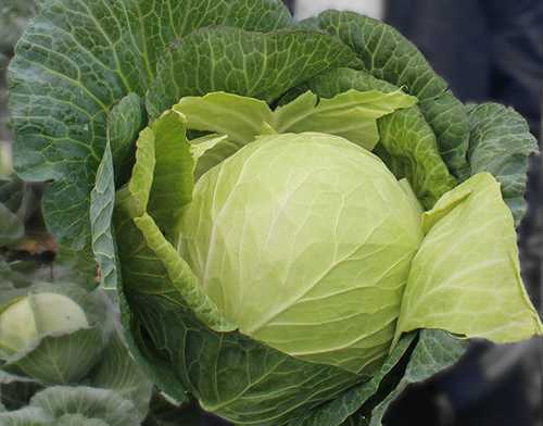 Delicious mid-season hybrid of Krautman f1 cabbage