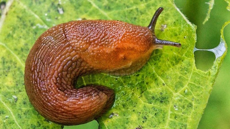 The best ways to treat eggplant diseases: photo and description