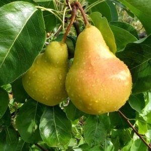 Which sort of pear is better: Lada or Chizhovskaya