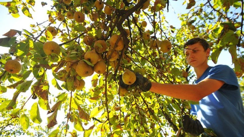 Which sort of pear is better: Lada or Chizhovskaya