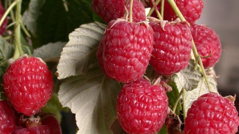 Gooseberry compatibility with currants and other crops in the garden