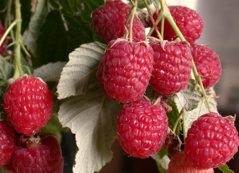 Characteristics and description of the best varieties of raspberries