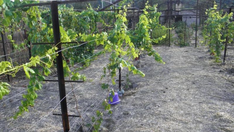 Varieties and independent production of grape trellis