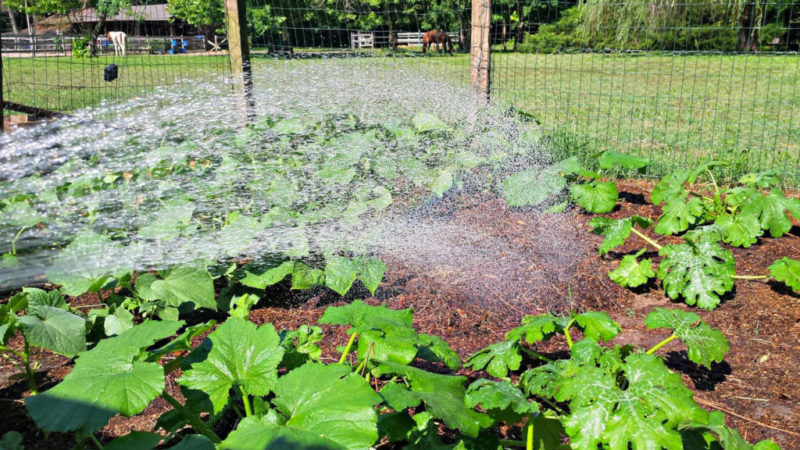 How often to water watermelons and melons in the greenhouse and open field