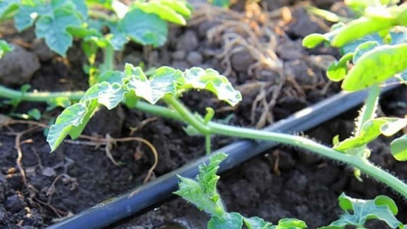 How often to water watermelons and melons in the greenhouse and open field