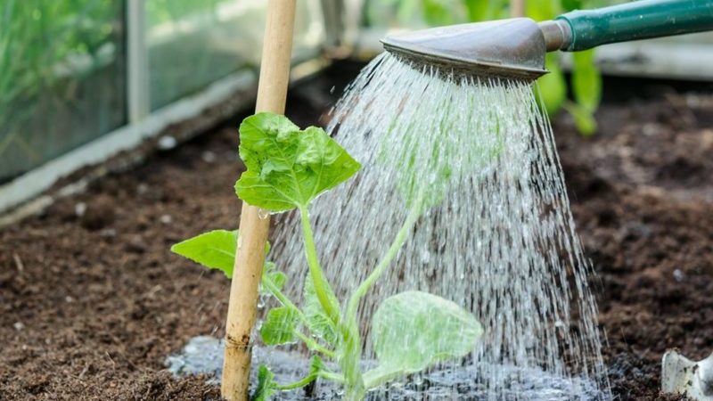 How often to water watermelons and melons in the greenhouse and open field