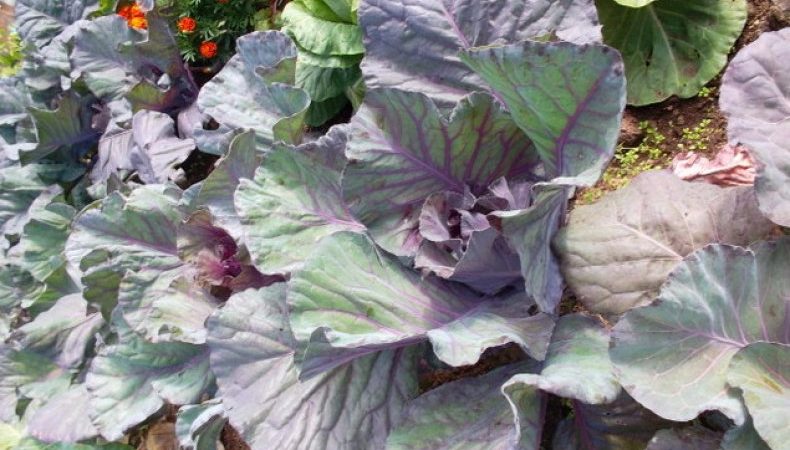 Why cabbage leaves turn purple and what to do about it