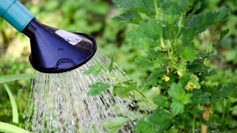 How abundantly and how often to water gooseberries and currants in summer