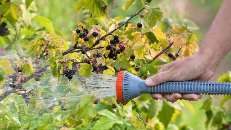 How abundantly and how often to water gooseberries and currants in summer