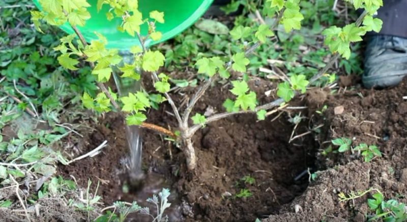 How abundantly and how often to water gooseberries and currants in summer