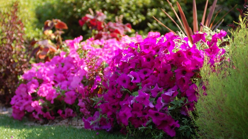 How to properly revive petunia after rains, droughts or other adverse conditions