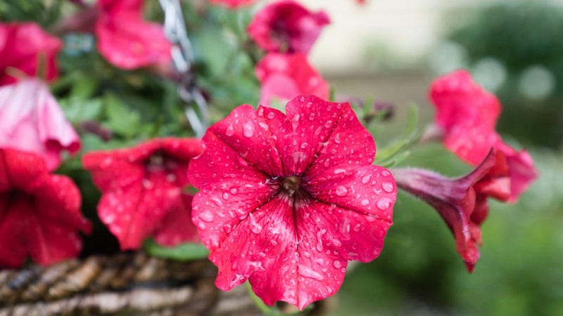 How to properly revive petunia after rains, droughts or other adverse conditions