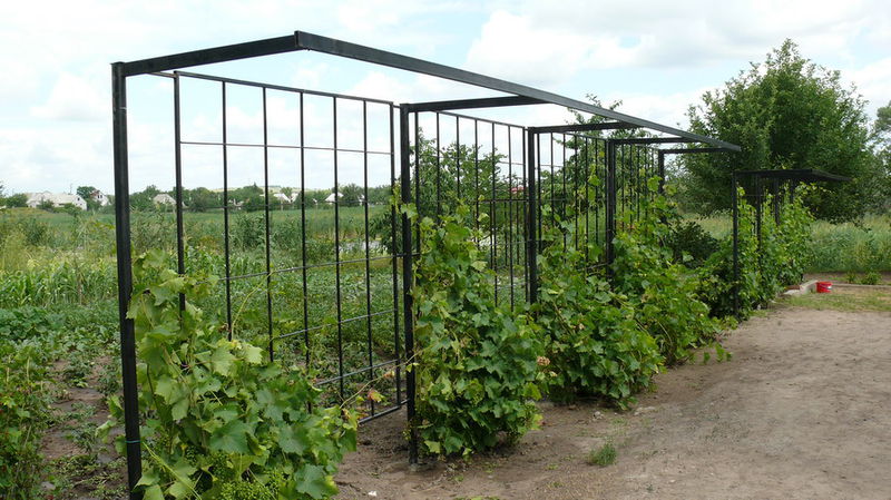 Varieties and independent production of grape trellis