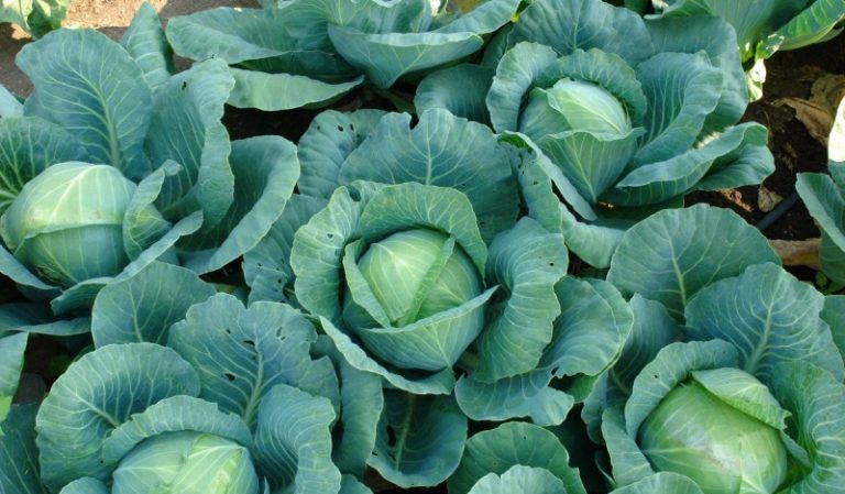 How to care for cabbage outdoors