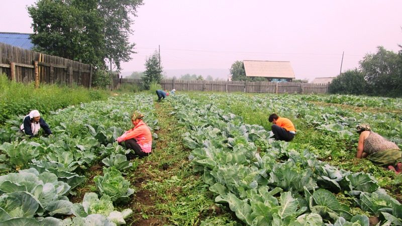 How to care for cabbage outdoors