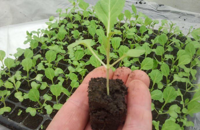 How to care for cabbage outdoors