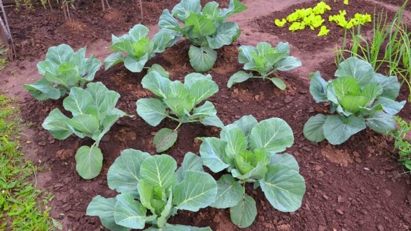 How to care for cabbage outdoors