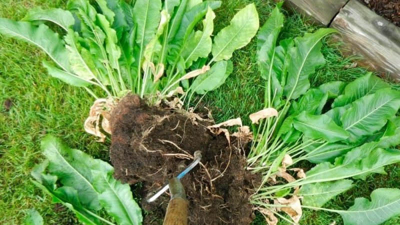 The most effective ways to get rid of horseradish in the garden quickly and forever