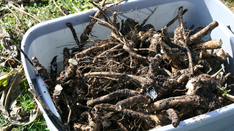 The most effective ways to get rid of horseradish in the garden quickly and forever