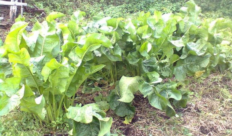 The most effective ways to get rid of horseradish in the garden quickly and forever