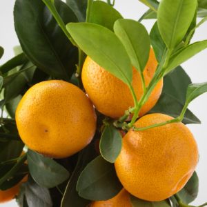 What is the name of a hybrid of lemon and tangerine