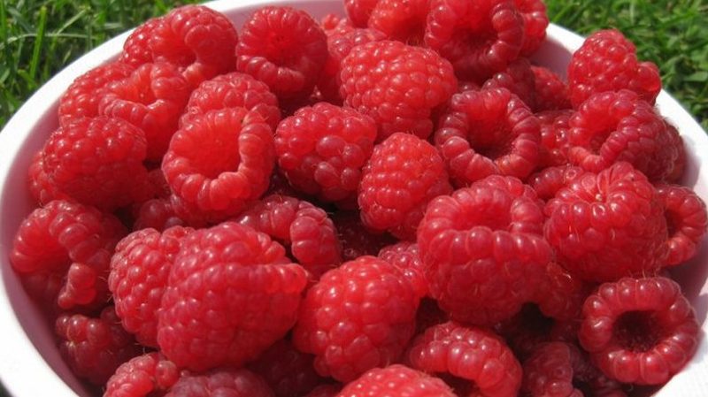 Characteristics and description of the best varieties of raspberries