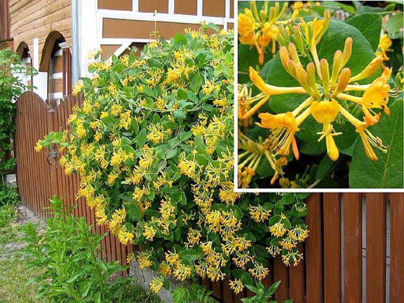 Edible or not honeysuckle fruit honeysuckle