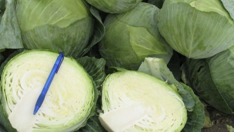 Delicious mid-season hybrid of Krautman f1 cabbage