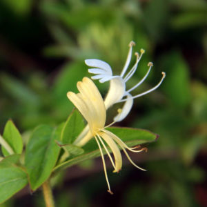 Types and varieties of decorative curly honeysuckle