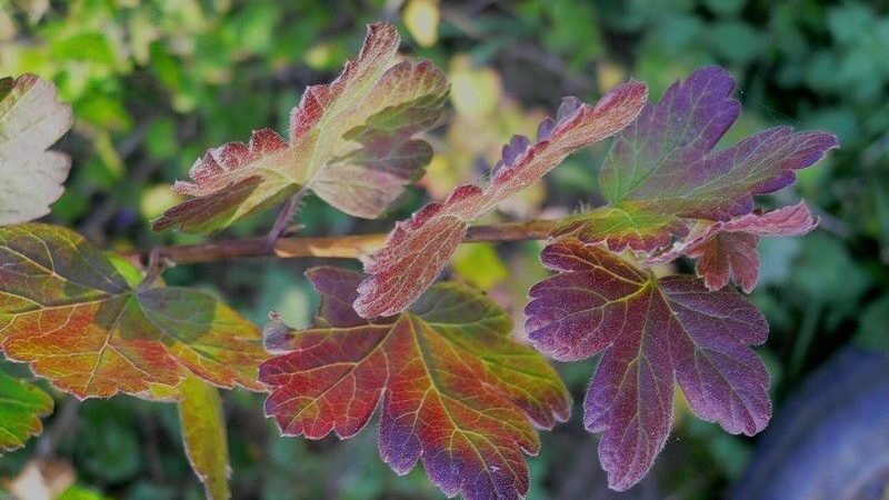 Why do red spots appear on gooseberry leaves and how to deal with it