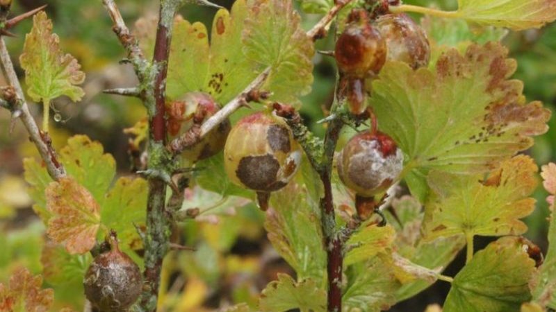 Why do red spots appear on gooseberry leaves and how to deal with it
