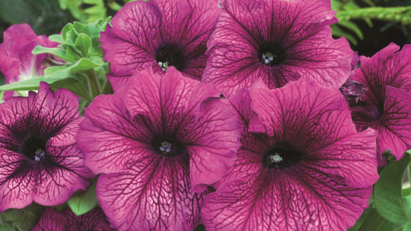 Types and best varieties of perennial petunias