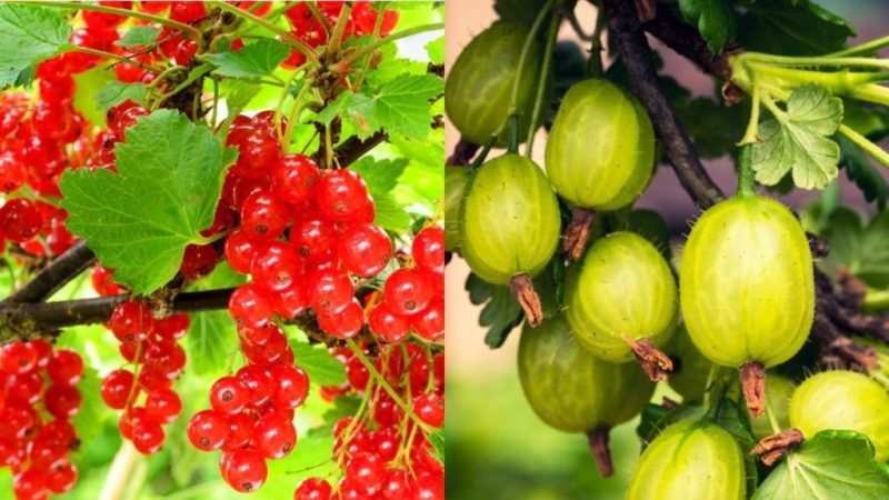 Where is the best place to plant gooseberries in the garden