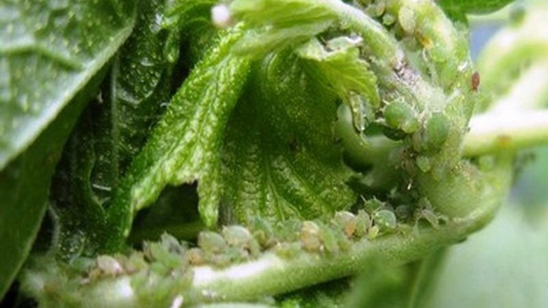 Why gooseberries turn yellow and dry in summer and what to do with this