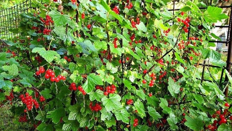 Why currants have pale leaves, what to do and how to fix it