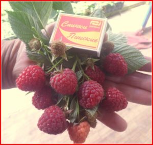 Characteristics and description of the best varieties of raspberries