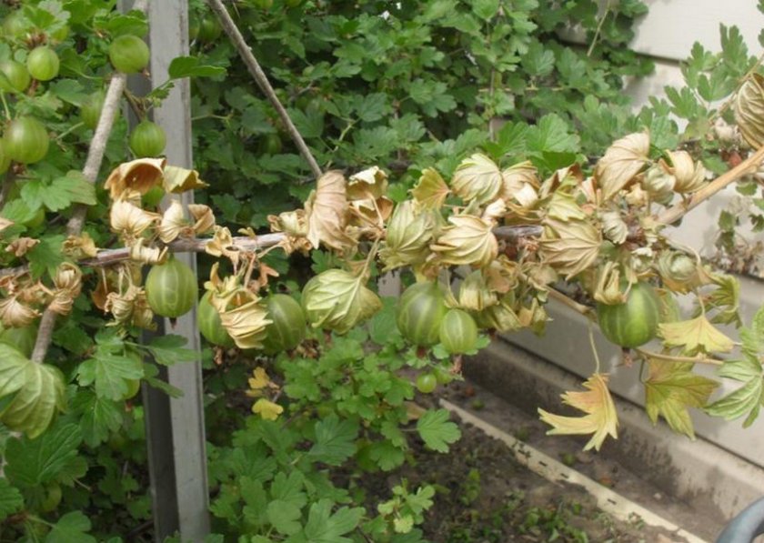 Why gooseberries turn yellow and dry in summer and what to do with this