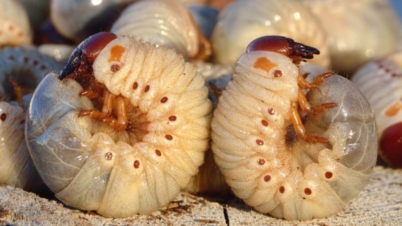 How to protect yourself from pepper pests in a greenhouse