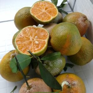 What is the name of a hybrid of lemon and tangerine