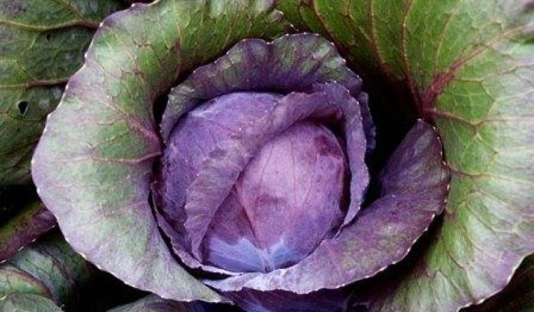 Why cabbage leaves turn purple and what to do about it