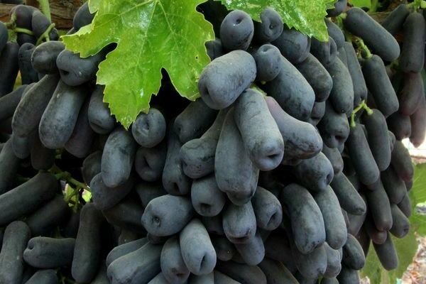 Top best grape varieties for central Russia